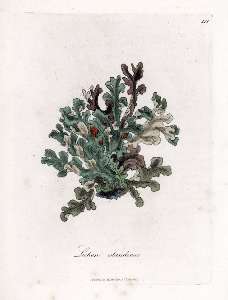 Thallus eller Islandsmossa - Eryngo-bladlav, Lichen islandicus. Handfärgad kopparstick från en botanisk illustration av James Sowerby från William Woodville och Sir William Jackson Hookers "" Medical Botany", John Bohn, London av James Sowerby