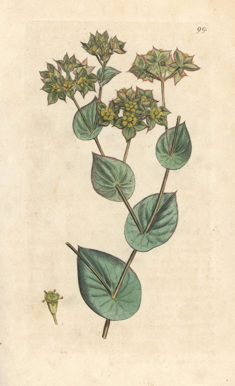 Kastvax, Bupleurum rotundifolium. Handkolorerad kopparstick efter en illustration av James Sowerby från James Smith
