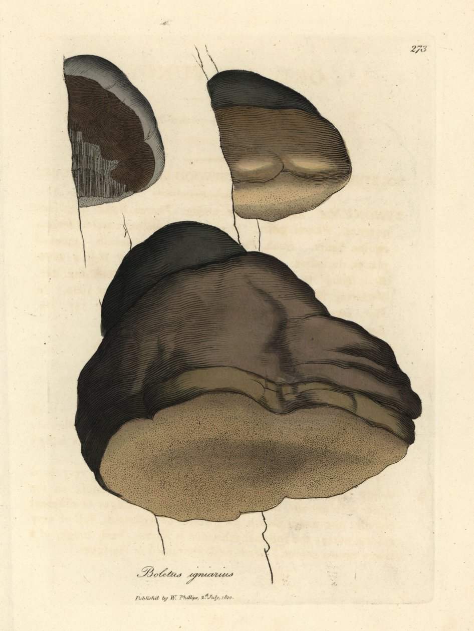 Touchwood boletus eller agaric svamp, Boletus igniarius av James Sowerby