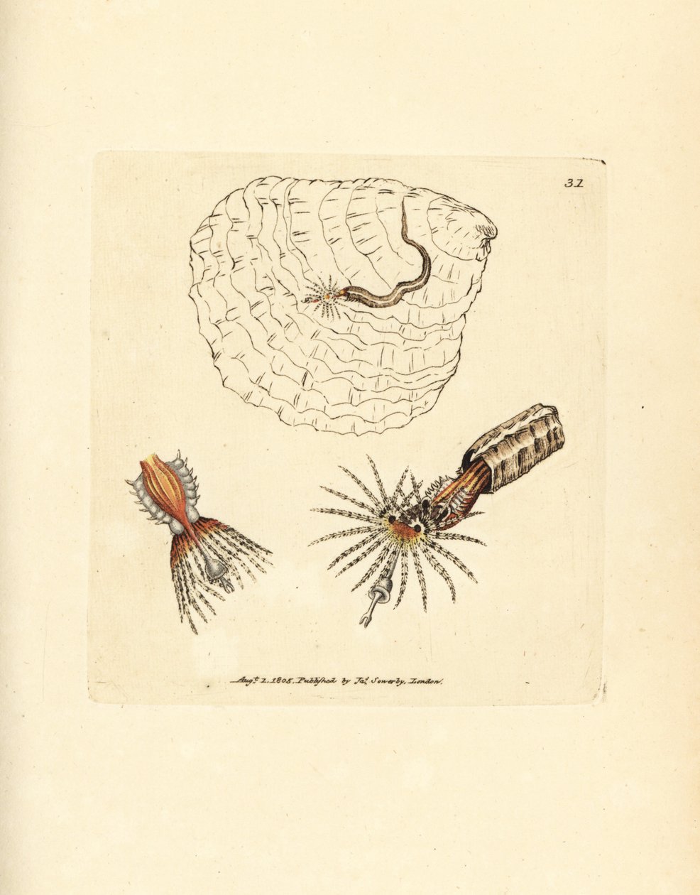 Rörbyggande fläktmask, Spirobranchus triqueter. Handkolorerad kopparstick av James Sowerby från The British Miscellany, eller färgade figurer av nya, sällsynta eller föga kända djurämnen. av James Sowerby
