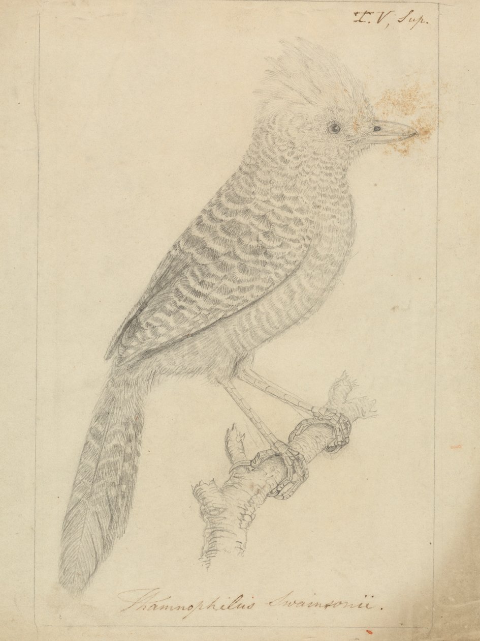 Tufted myrtorn av James Sowerby