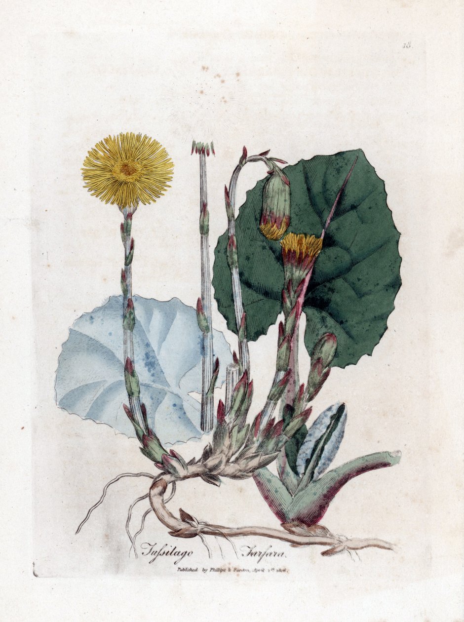 Tuslage eller ingen åsna - Coltsfoot, Tussilago fara. Handfärgad kopparstick från en botanisk illustration av James Sowerby från William Woodville och Sir William Jackson Hookers "" Medical Botany", John Bohn, London av James Sowerby