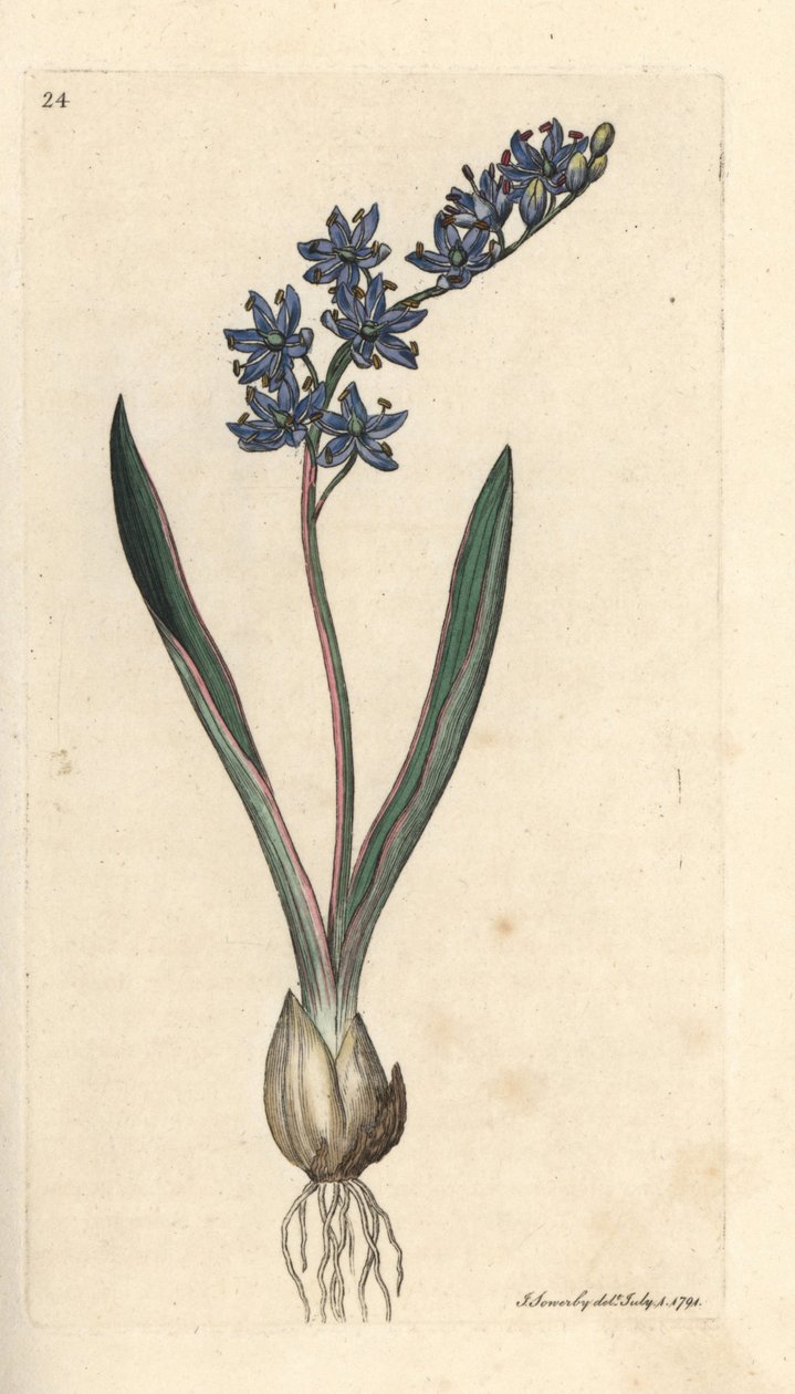 Tvåbladig squill, Scilla bifolia Handfärgad kopparstick efter en illustration av James Sowerby från James Smith
