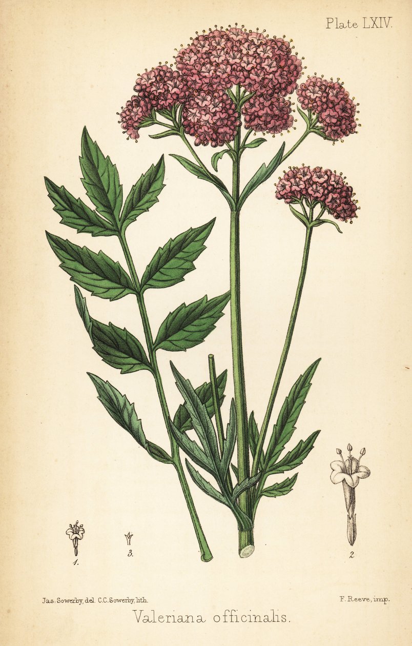 Valeriana, Valeriana officinalis. Handfärgad litografi av Charlotte Caroline Sowerby efter en illustration av James Sowerby från Edward Hamiltons Flora Homeopathica, Bailliere, London av James Sowerby