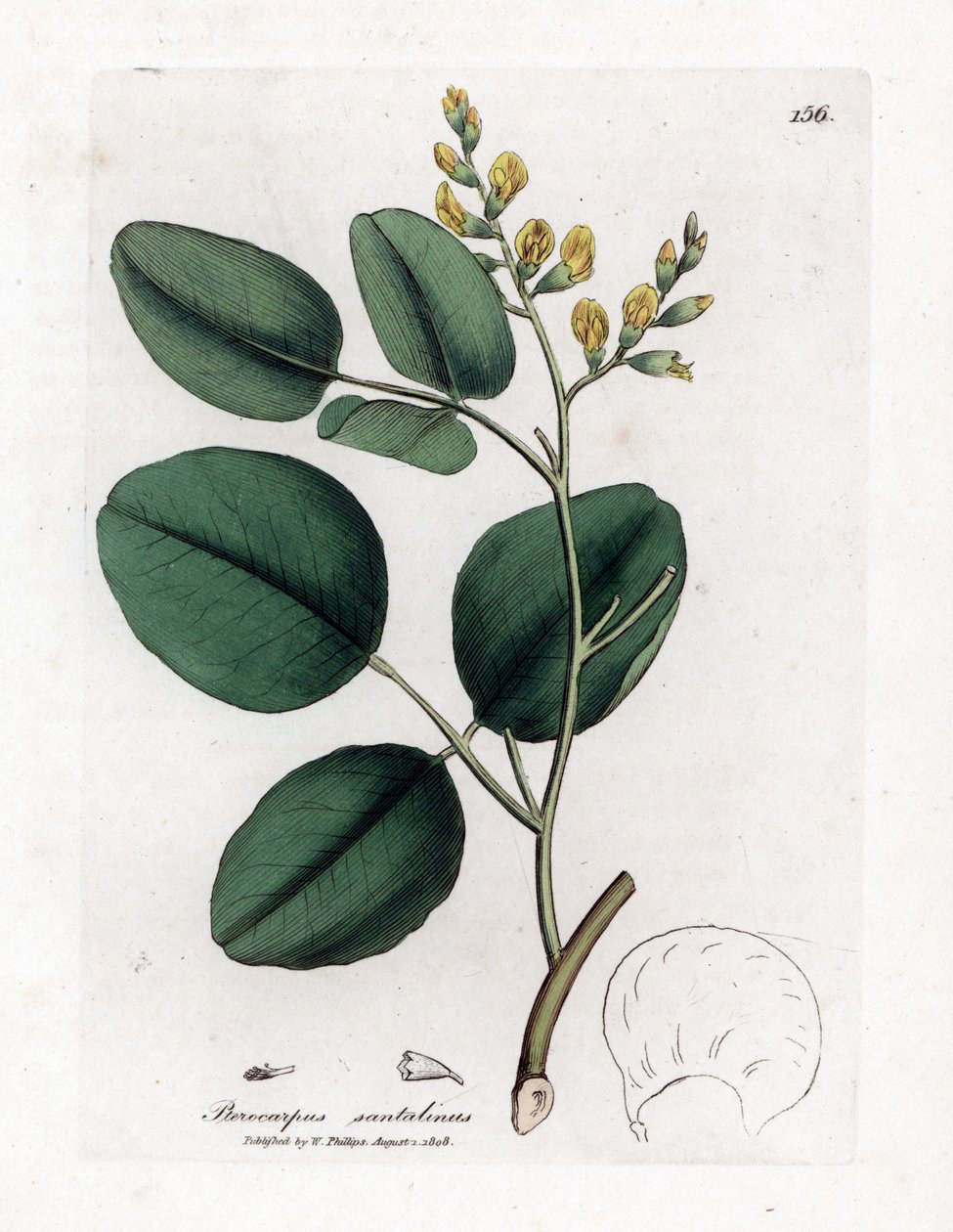 Variety av fabacee (baljväxter) - Röd sandelträ, Pterocarpus santalinus. Handfärgad kopparstick från en botanisk illustration av James Sowerby från William Woodville och Sir William Jackson Hookers "" Medical Botany,"" John Bohn, London av James Sowerby