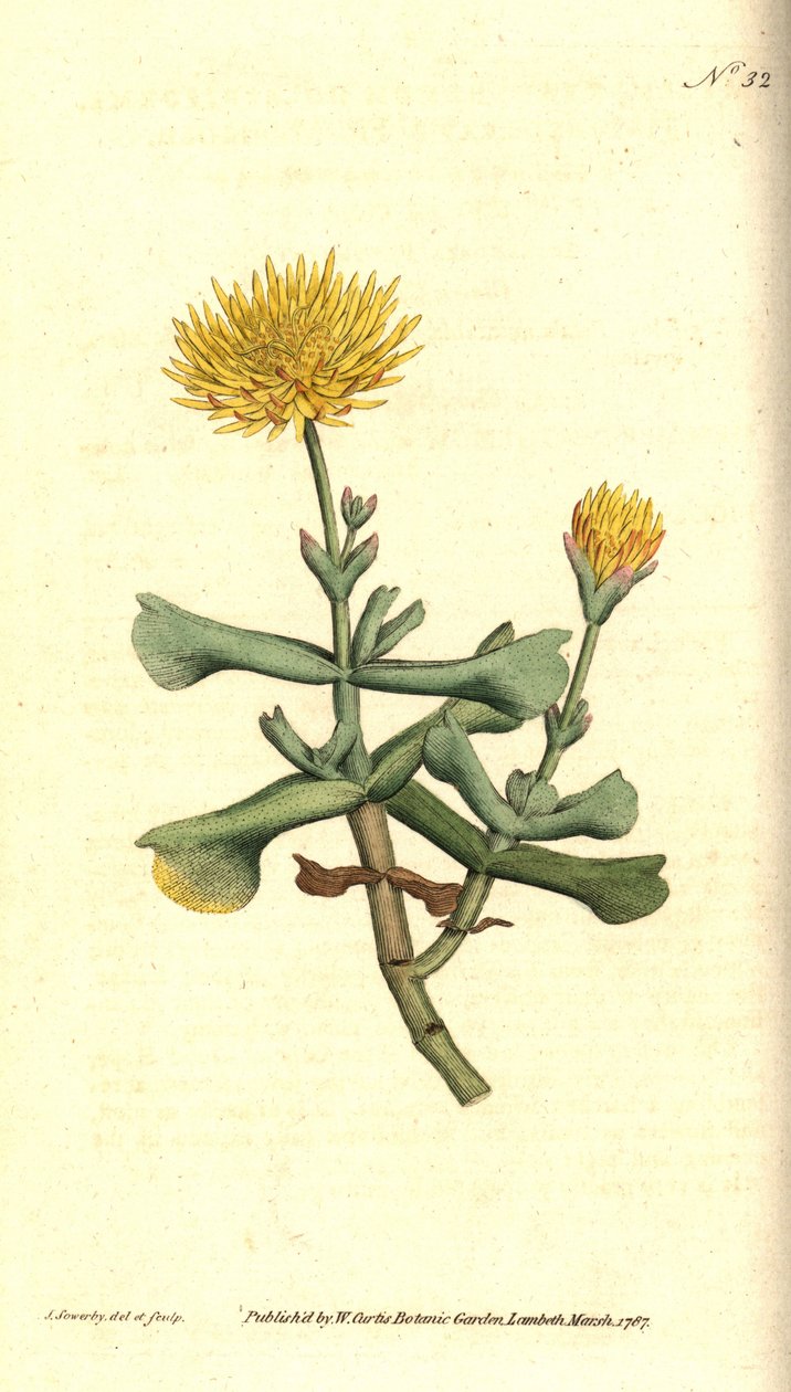 Variety of ficoid - Hatchet-leaved fikon ringblomma, Mesembryanthemum dolabriforme. Handkolorerad kopparstick och botanisk illustration av James Sowerby från William Curtis