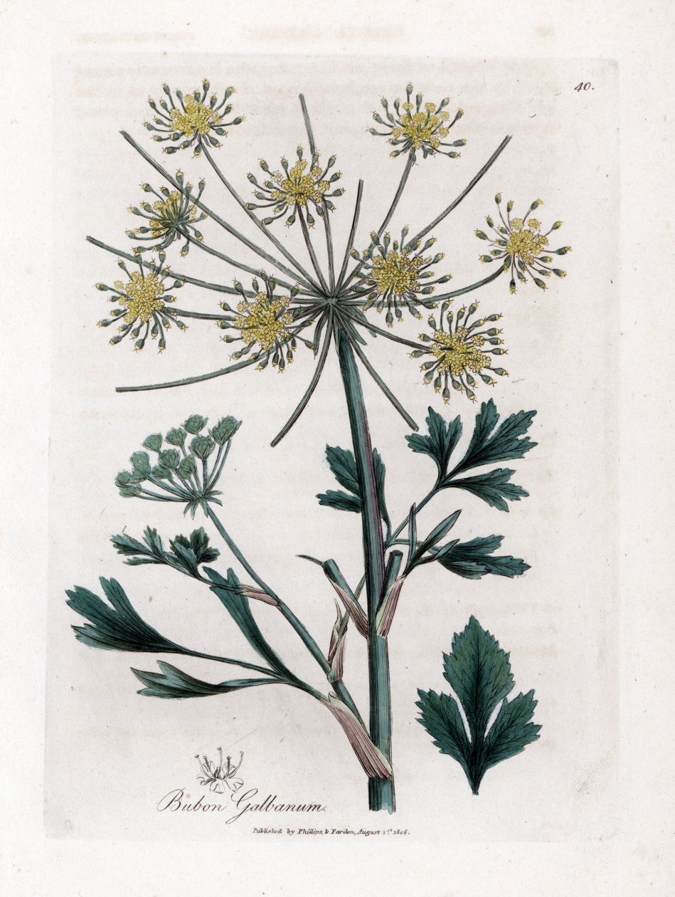 Variete umbellifere-producerande hartsgummi - Lövbladsbubbla, Bubon galbanum. Handfärgad kopparstick från en botanisk illustration av James Sowerby från William Woodville och Sir William Jackson Hookers "" Medical Botany", John Bohn, London av James Sowerby