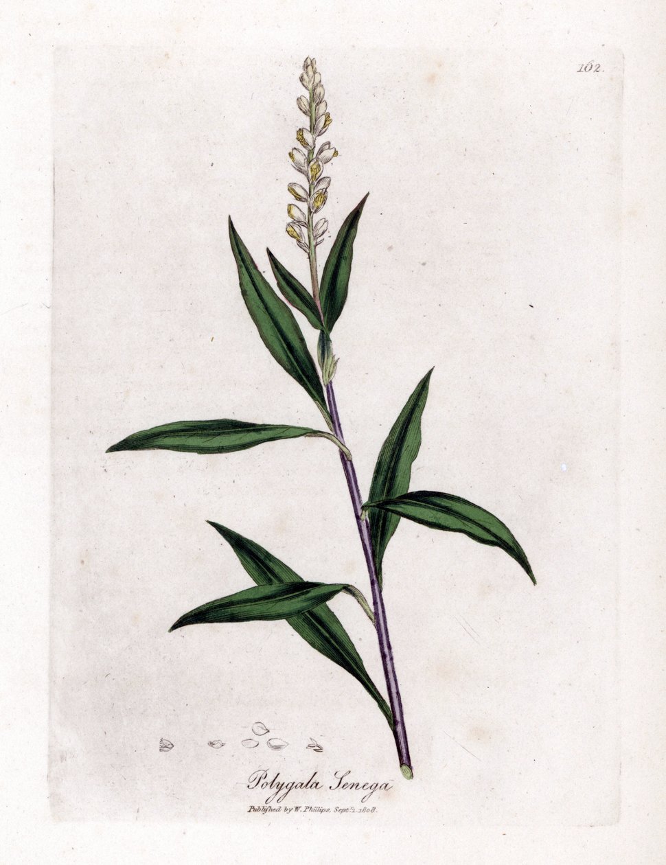 Virginia polygale eller mjölkgräs - Senega, Polygala senega. Handfärgad kopparstick från en botanisk illustration av James Sowerby från William Woodville och Sir William Jackson Hookers "" Medical Botany", John Bohn, London av James Sowerby