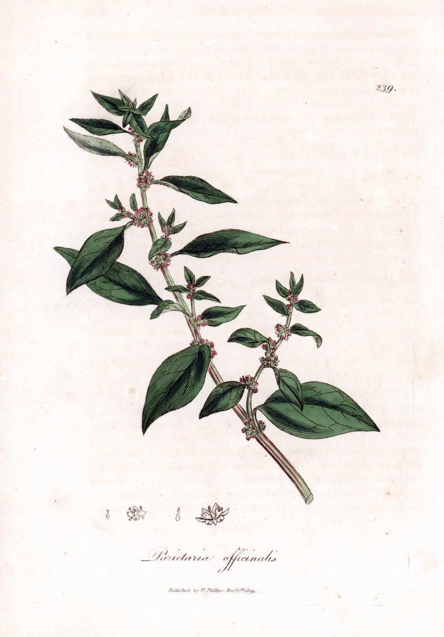 Väggpellitory, Parietaria officinalis. Handfärgad kopparstick från en botanisk illustration av James Sowerby från William Woodville och Sir William Jackson Hookers "" Medical Botany", John Bohn, London av James Sowerby