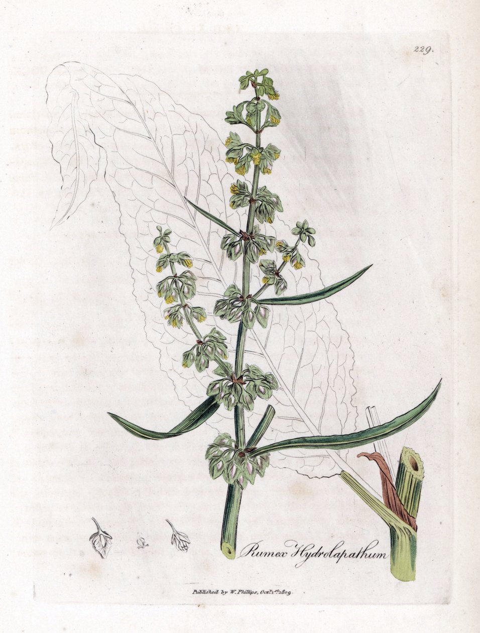 Water Patience eller Aquatic Patience - Stor vattenbrygga, Rumex hydrolapathum. Handfärgad kopparstick från en botanisk illustration av James Sowerby från William Woodville och Sir William Jackson Hookers "" Medical Botany", John Bohn, London av James Sowerby