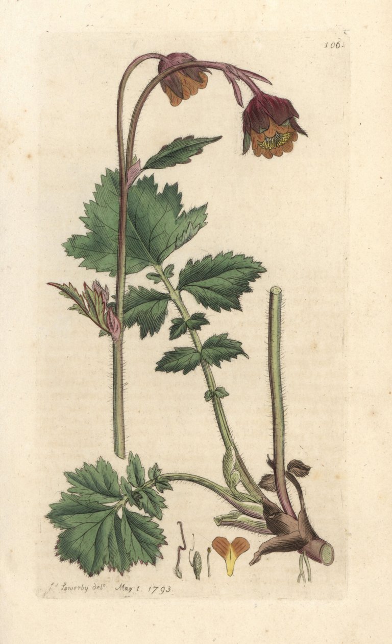 Water avens, Geum rivale Handkolorerad kopparstick efter en illustration av James Sowerby från James Smith