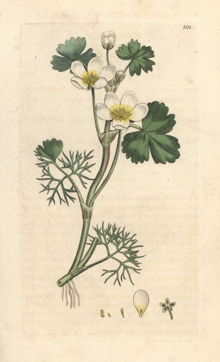 Vattenkråkfot, Ranunculus aquatilis (Aquatic Buttercup) Handfärgad kopparstick efter en illustration av James Sowerby från James Smith