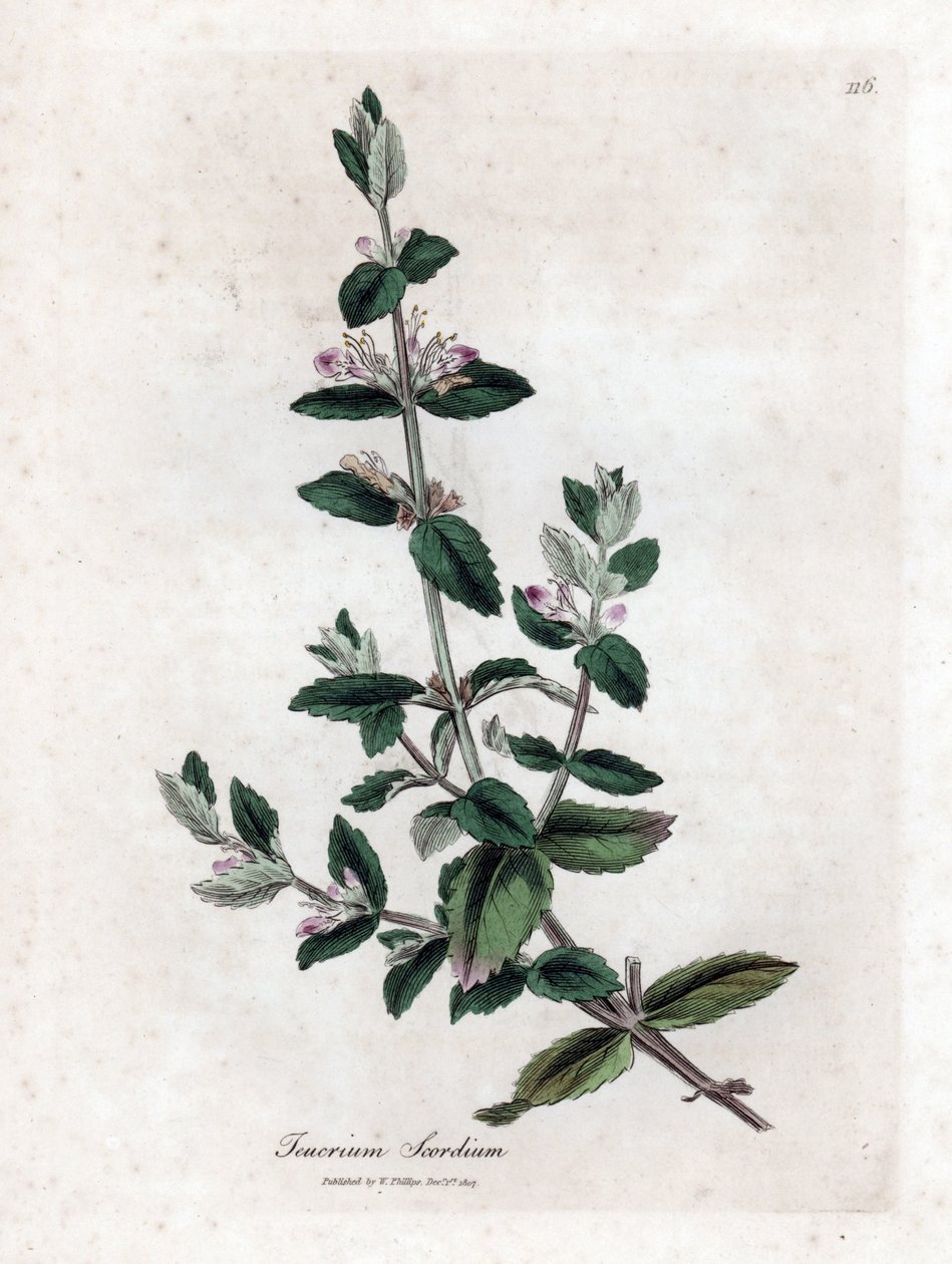 Vatten germandree - Vatten germandree, Teucrium scordium. Handfärgad kopparstick från en botanisk illustration av James Sowerby från William Woodville och Sir William Jackson Hookers "" Medical Botany", John Bohn, London av James Sowerby
