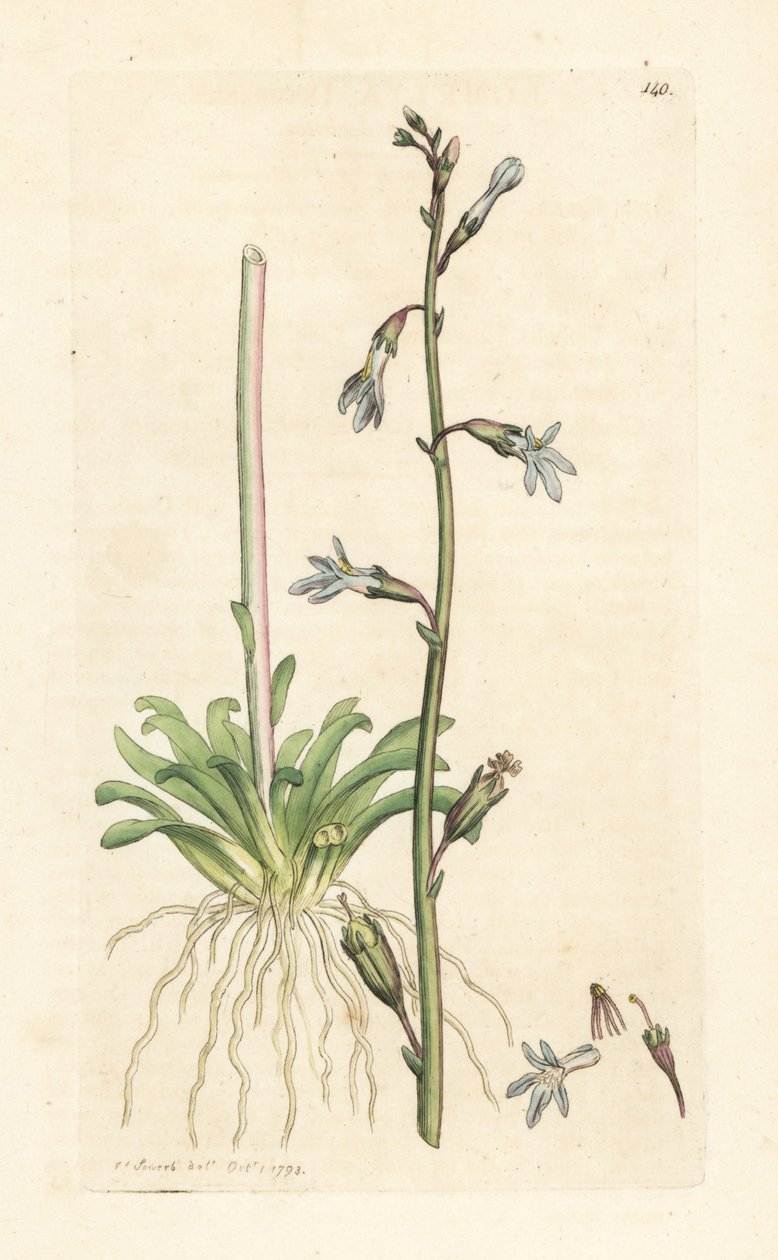 Vattenlobelia, Lobelia dortmanna (Lobelie de Dortmann) Handkolorerad kopparstick efter en illustration av James Sowerby från James Smith