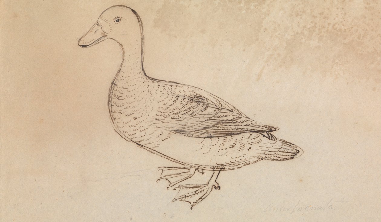 White-faced Whistling Duck av James Sowerby