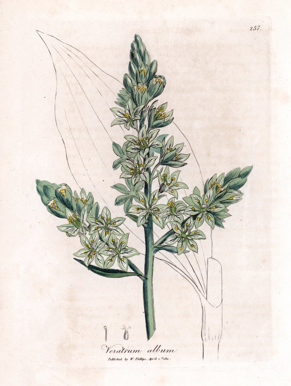 White Veratre (tidigare white hellebore) - White hellebore, Veratrum album. Handfärgad kopparstick från en botanisk illustration av James Sowerby från William Woodville och Sir William Jackson Hookers "" Medical Botany", John Bohn, London av James Sowerby