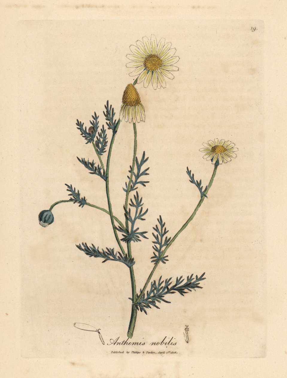Vit och gulblommig kamomill, Anthemis nobilis av James Sowerby