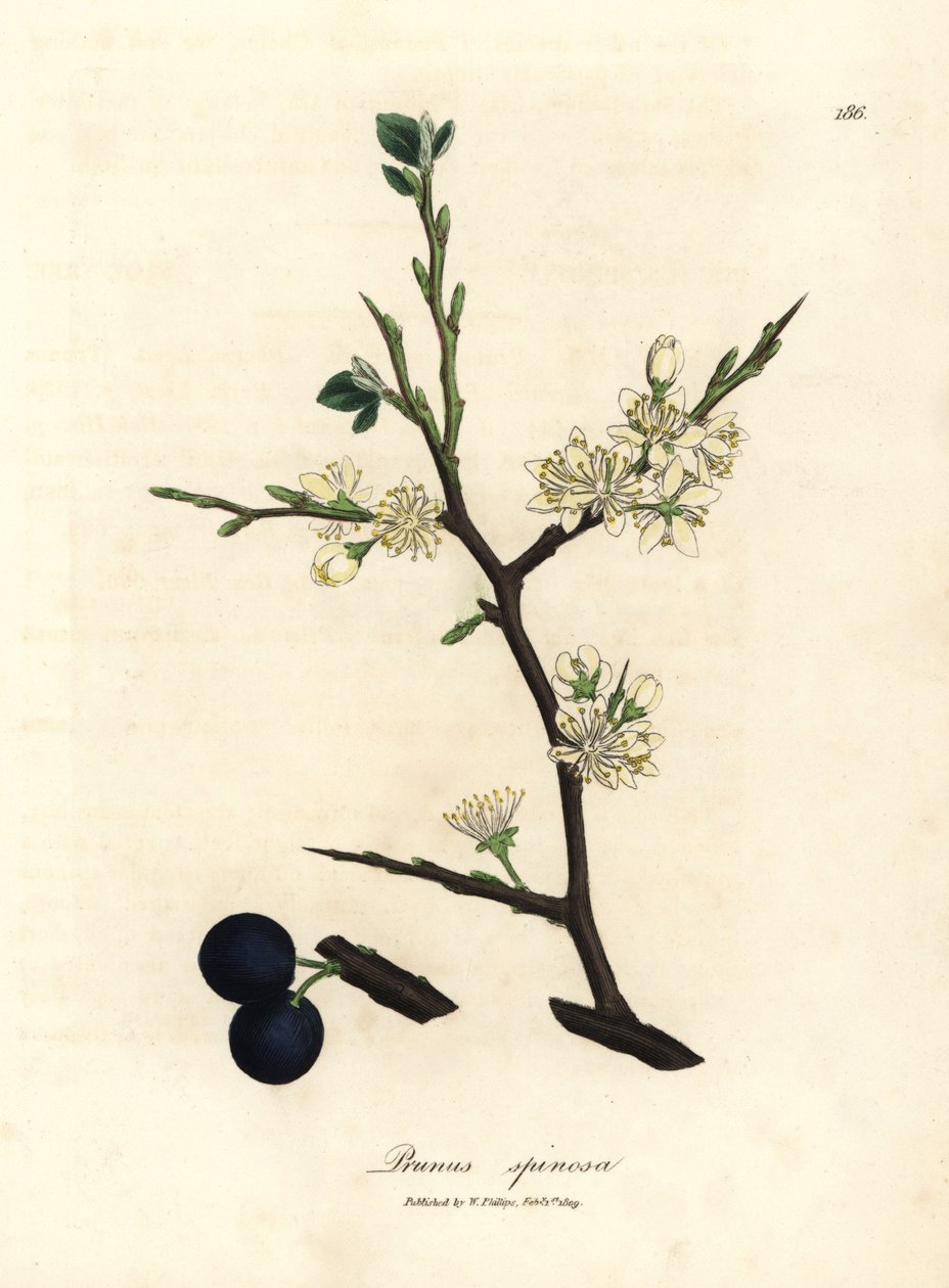 Vit blomma och blå bär av slånbärsträdet, Prunus spinosa av James Sowerby
