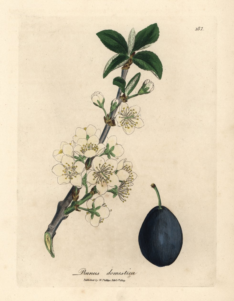 Vit blomma och frukt från plommon- eller plommonträdet, Prunus domestica av James Sowerby