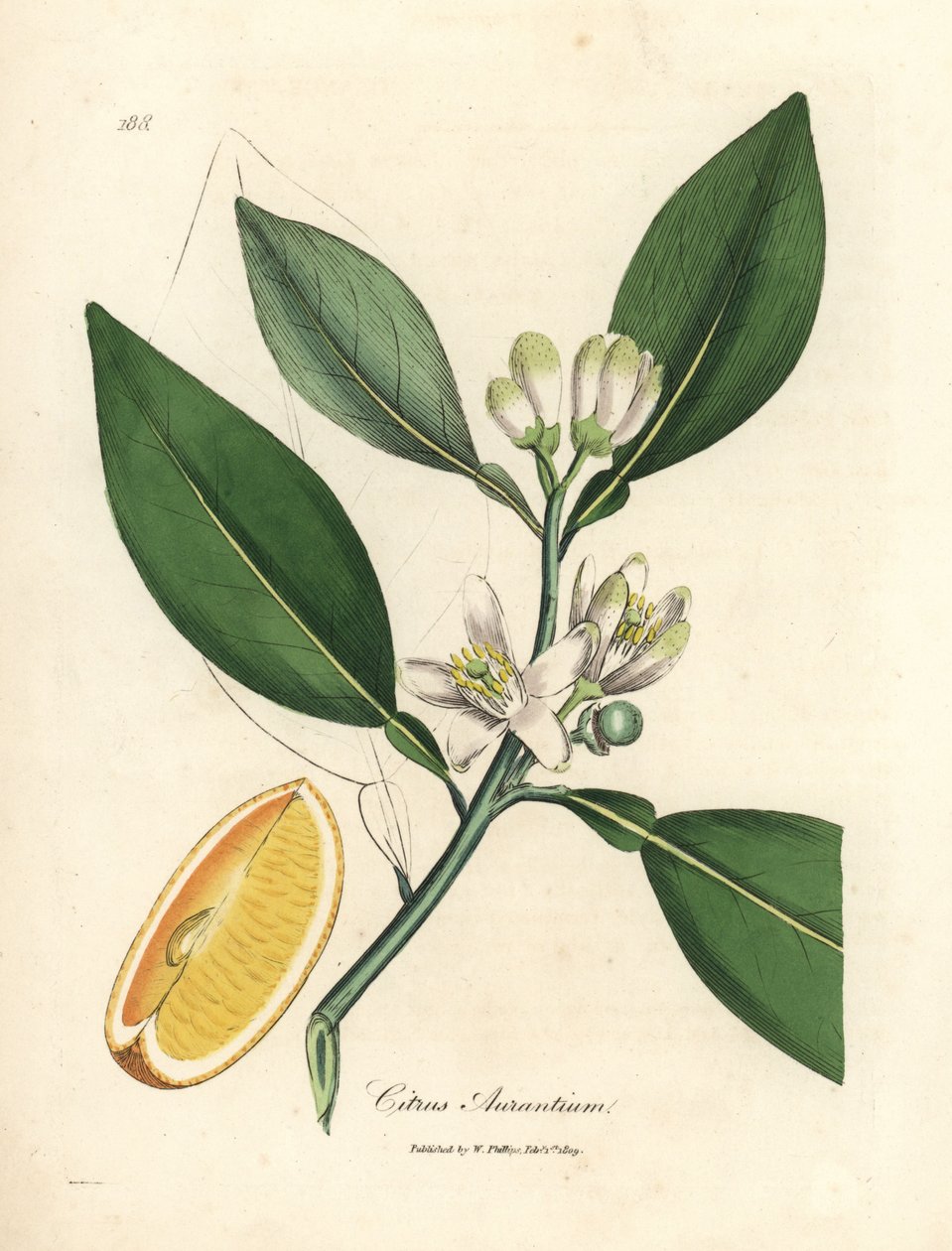 Vit blomma och mogen frukt segment av apelsinträdet, Citrus aurantium av James Sowerby