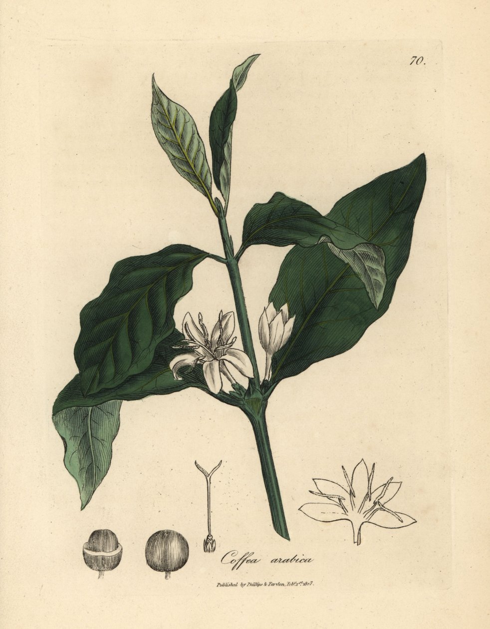 Vit blomma, blad och böna från kaffeväxten Coffea arabica av James Sowerby