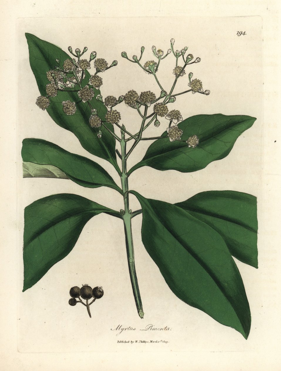 Vitblommigt kryddträd, Myrtus pimenta av James Sowerby