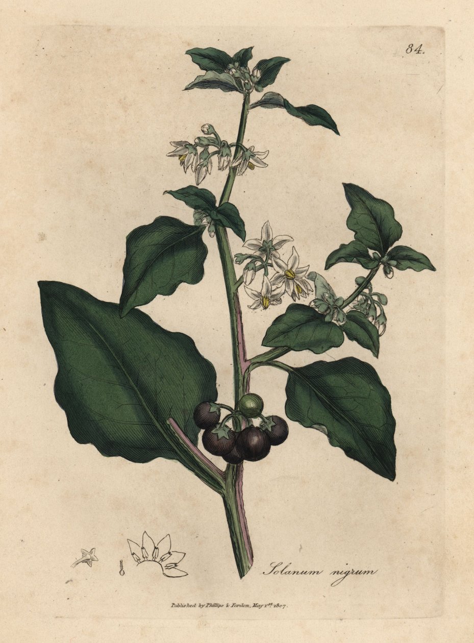 Vitblommiga, svarta bär, trädgårdsnattljus, Solanum nigrum av James Sowerby