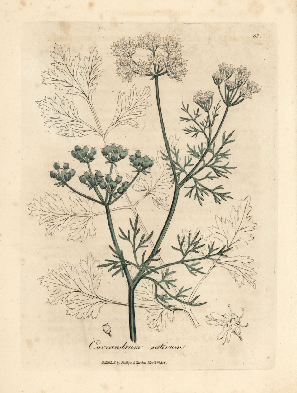 Vitblommig koriander, Coriandrum sativum av James Sowerby