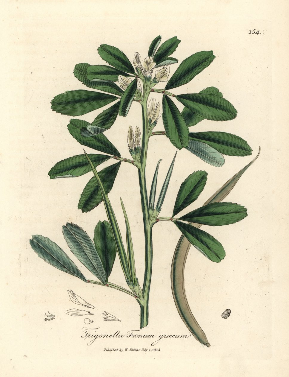 Vitblommig bockhornsklöver med fröskida, Trigonella foenum graecum av James Sowerby