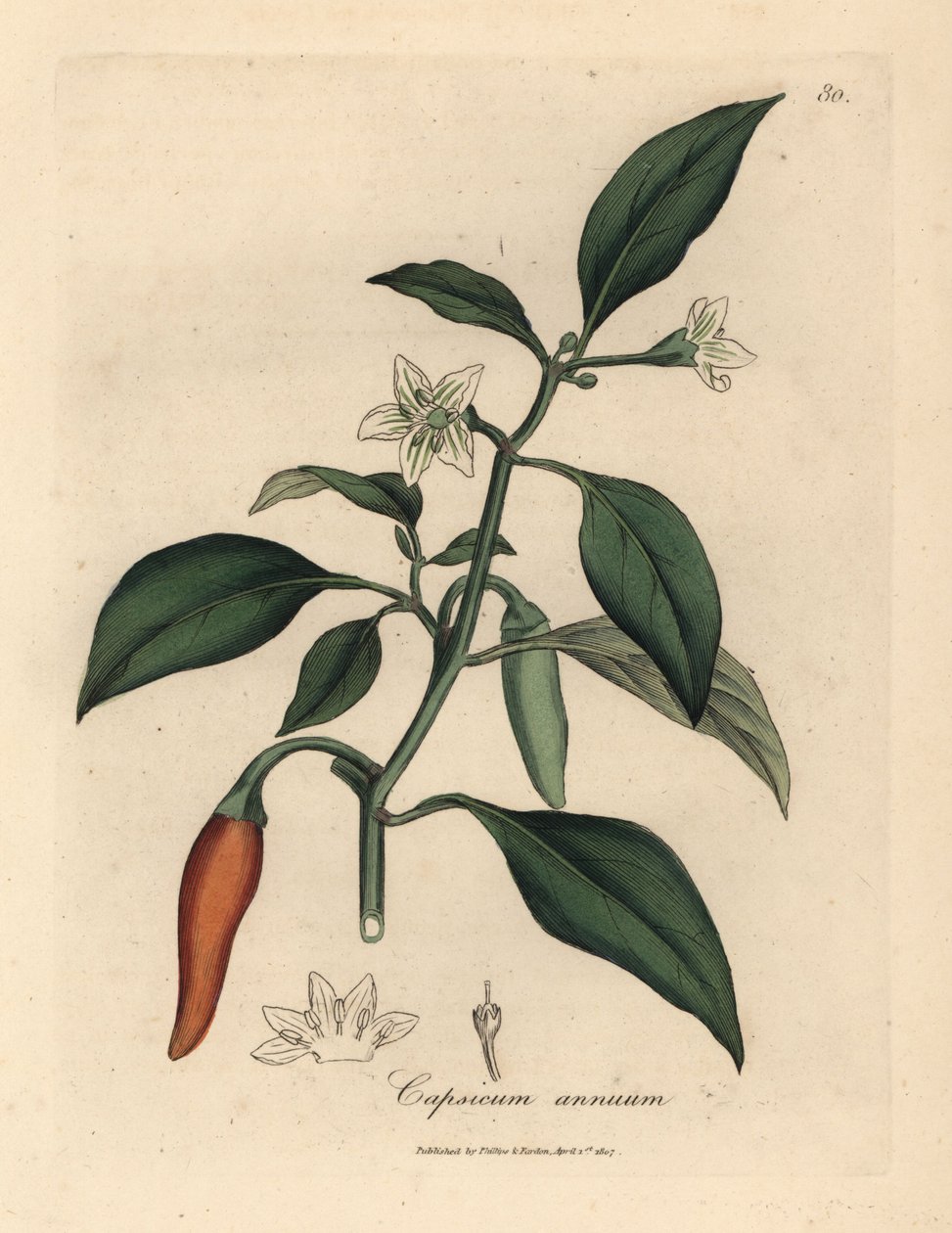 Vitblommig, scharlakansröd guineapeppar, Capsicum annuum av James Sowerby