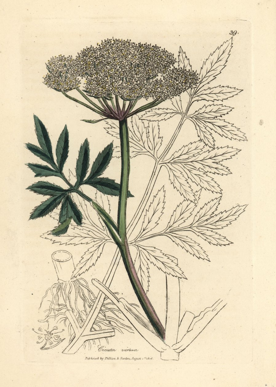 Vitblommig vattenhöna, Cicuta virosa av James Sowerby