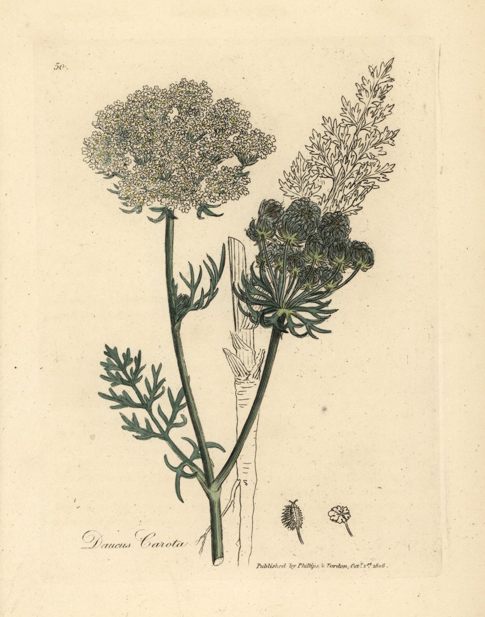 Vitblommig vild morotsväxt, Daucus carota av James Sowerby