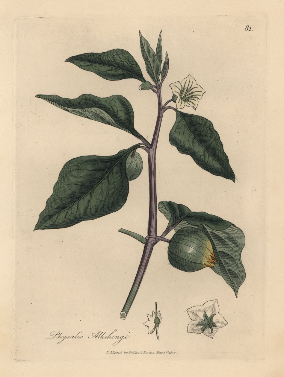 Vitblommiga vinterkörsbär, Physalis alkekengi av James Sowerby