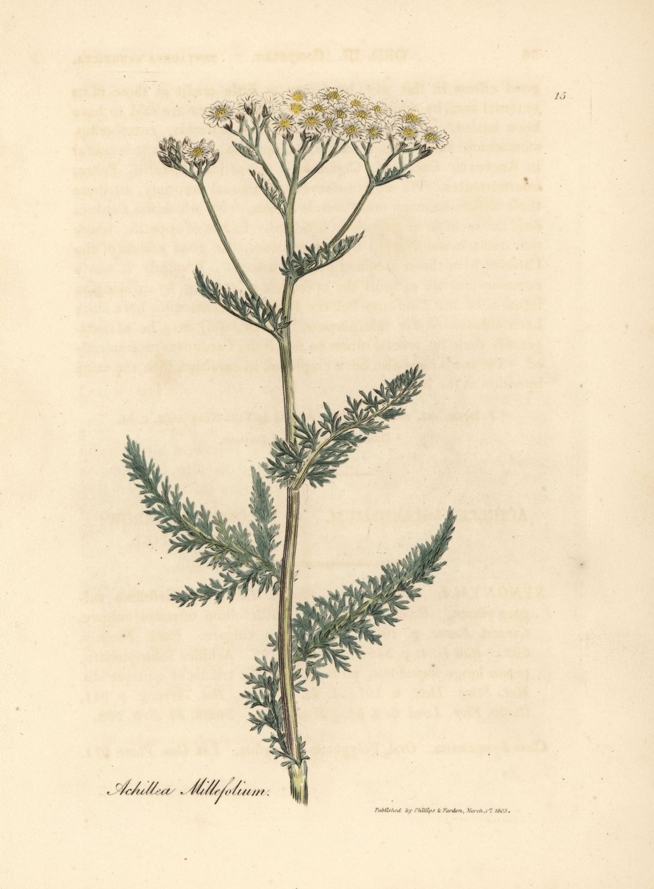 Vitblommig rölleka eller milfoil, Achillea millefolium av James Sowerby