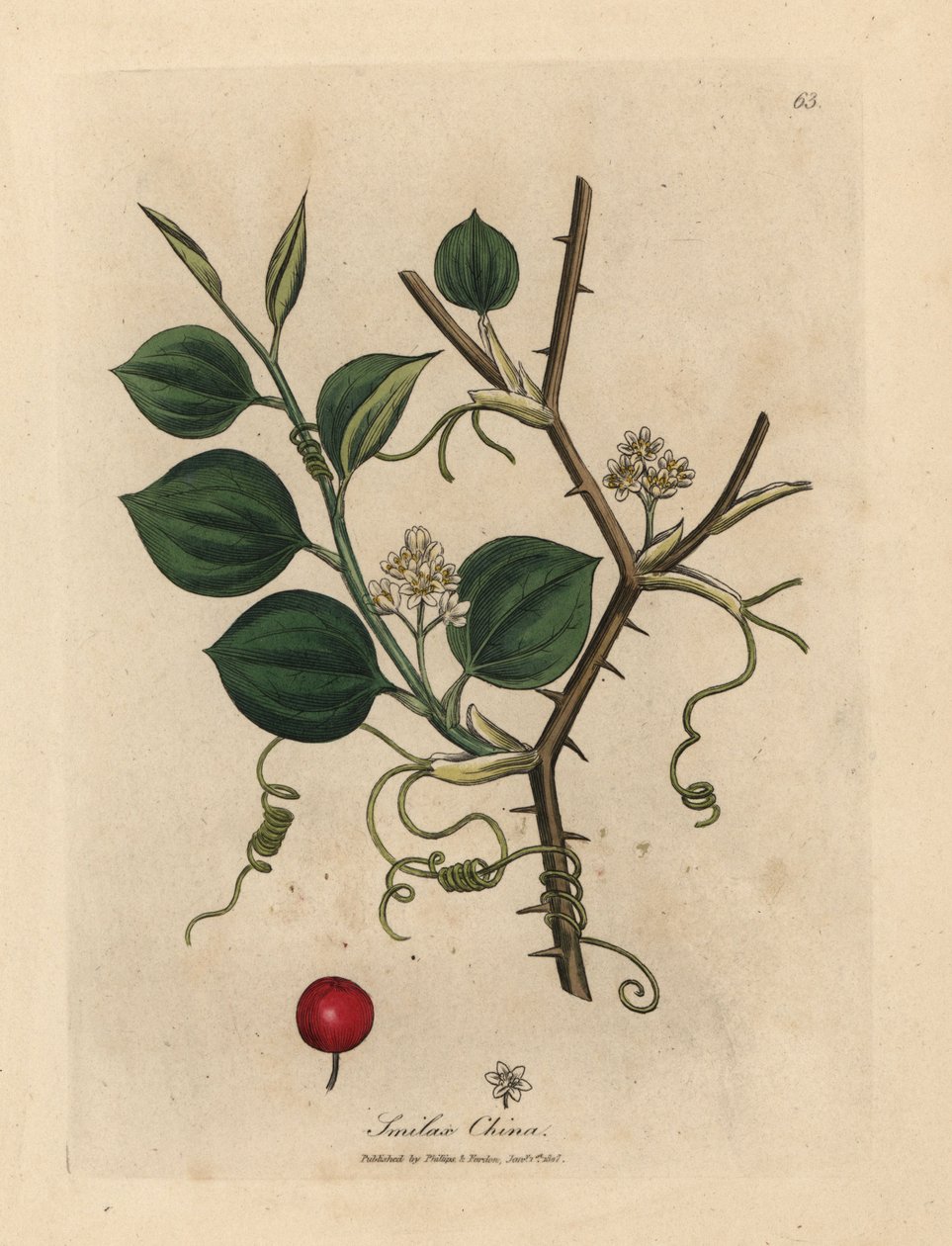 Vita blommor, rankor och röda bär av kinesisk smilax av James Sowerby