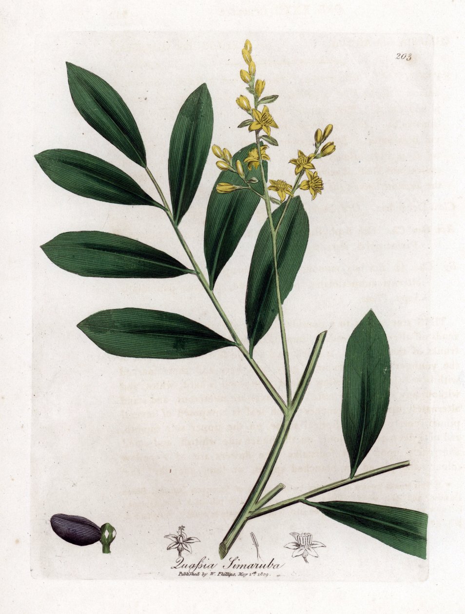 Vit mahogny eller marupa - Simaruba, Simarouba amara. Handfärgad kopparstick från en botanisk illustration av James Sowerby från William Woodville och Sir William Jackson Hookers "" Medical Botany", John Bohn, London av James Sowerby