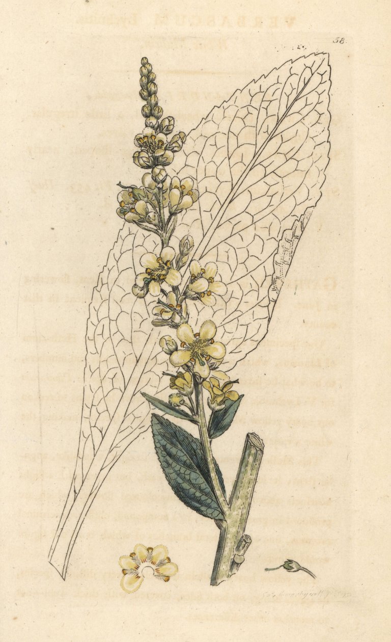 Vit mullein, Verbasum lychnitis (molene) Handfärgad kopparstick efter en illustration av James Sowerby från James Smith