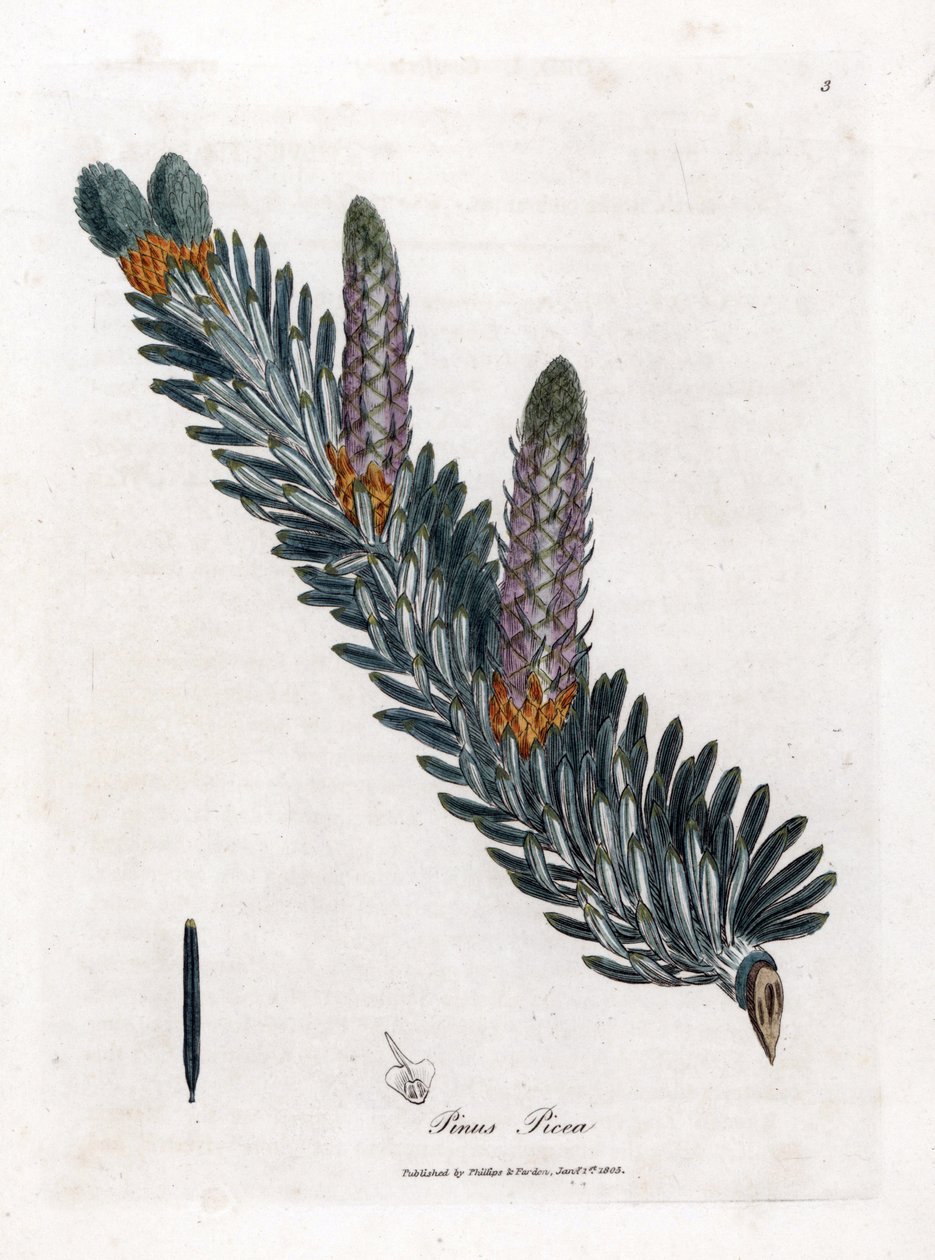 Vit eller vanlig gran - Silvergran, Abies alba. Handfärgad kopparstick från en botanisk illustration av James Sowerby från William Woodville och Sir William Jackson Hookers "" Medical Botany", John Bohn, London av James Sowerby