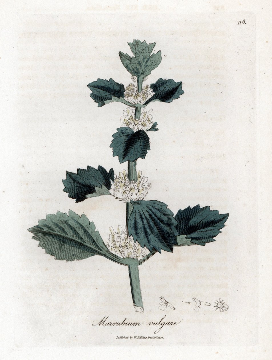 Vit eller vanlig marrube - Vit horehound, Marubium vulgare. Handfärgad kopparstick från en botanisk illustration av James Sowerby från William Woodville och Sir William Jackson Hookers "" Medical Botany,"" John Bohn, London av James Sowerby