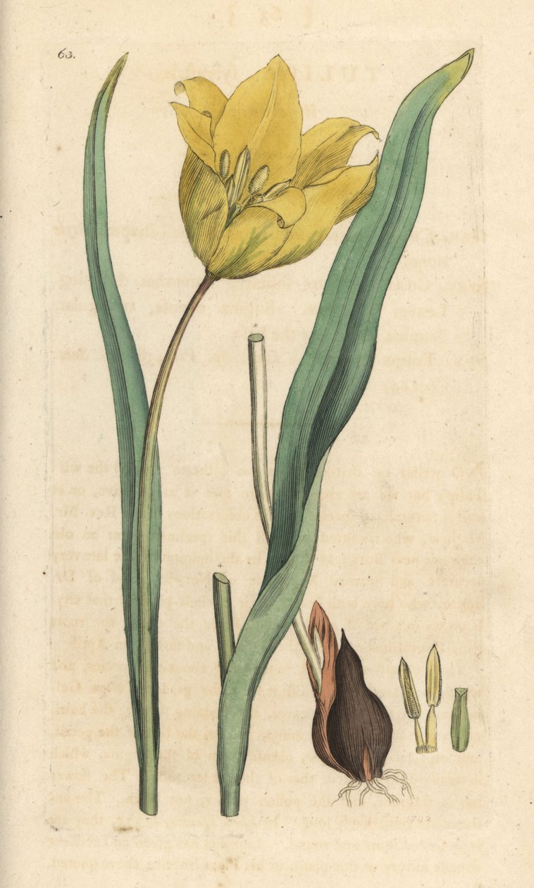 Vildtulpan, Tulipa sylvestris (vildtulpan) Handfärgad kopparstick efter en illustration av James Sowerby från James Smith