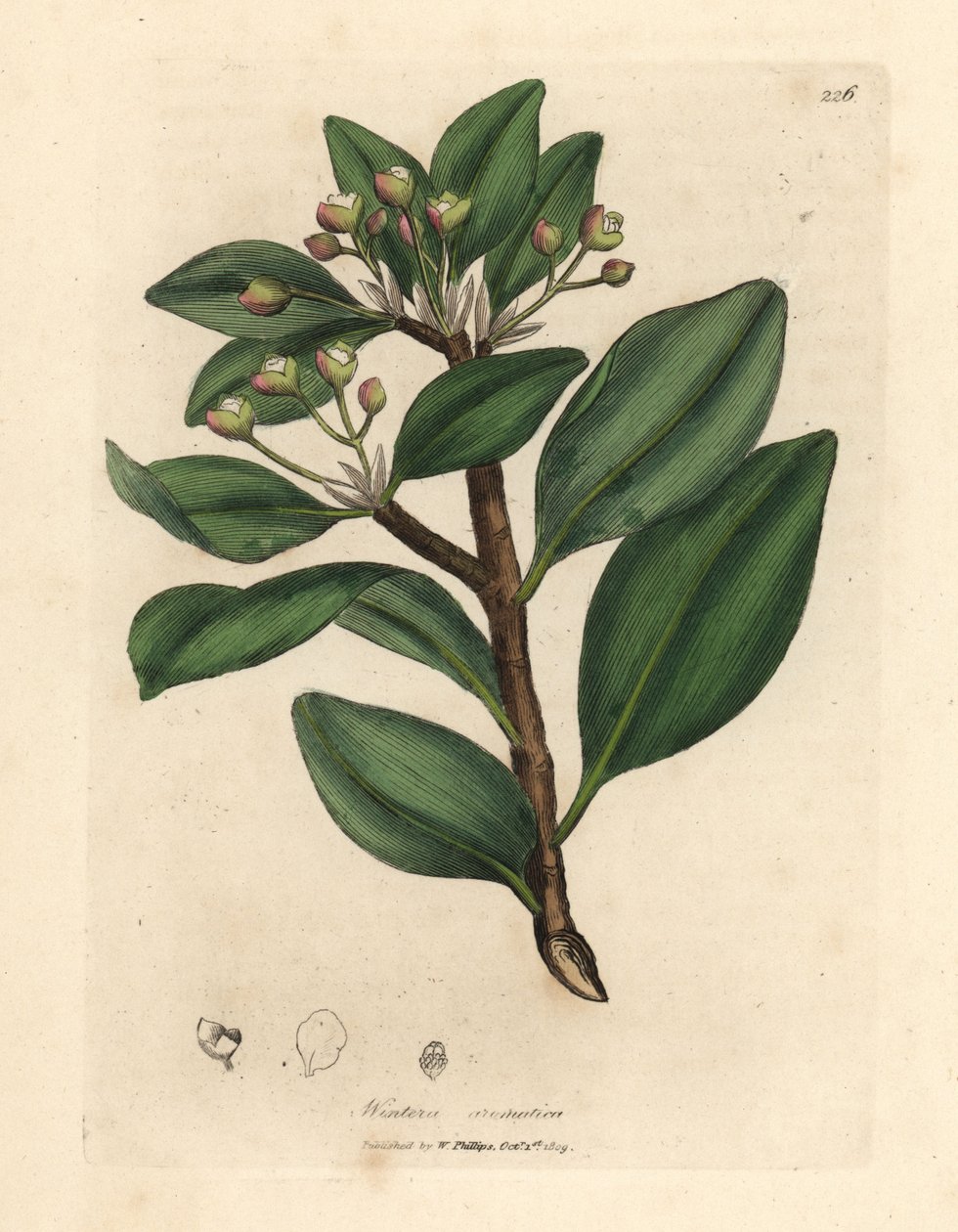 Vinterbarkträd, Wintera aromatica, Drimys winteri av James Sowerby