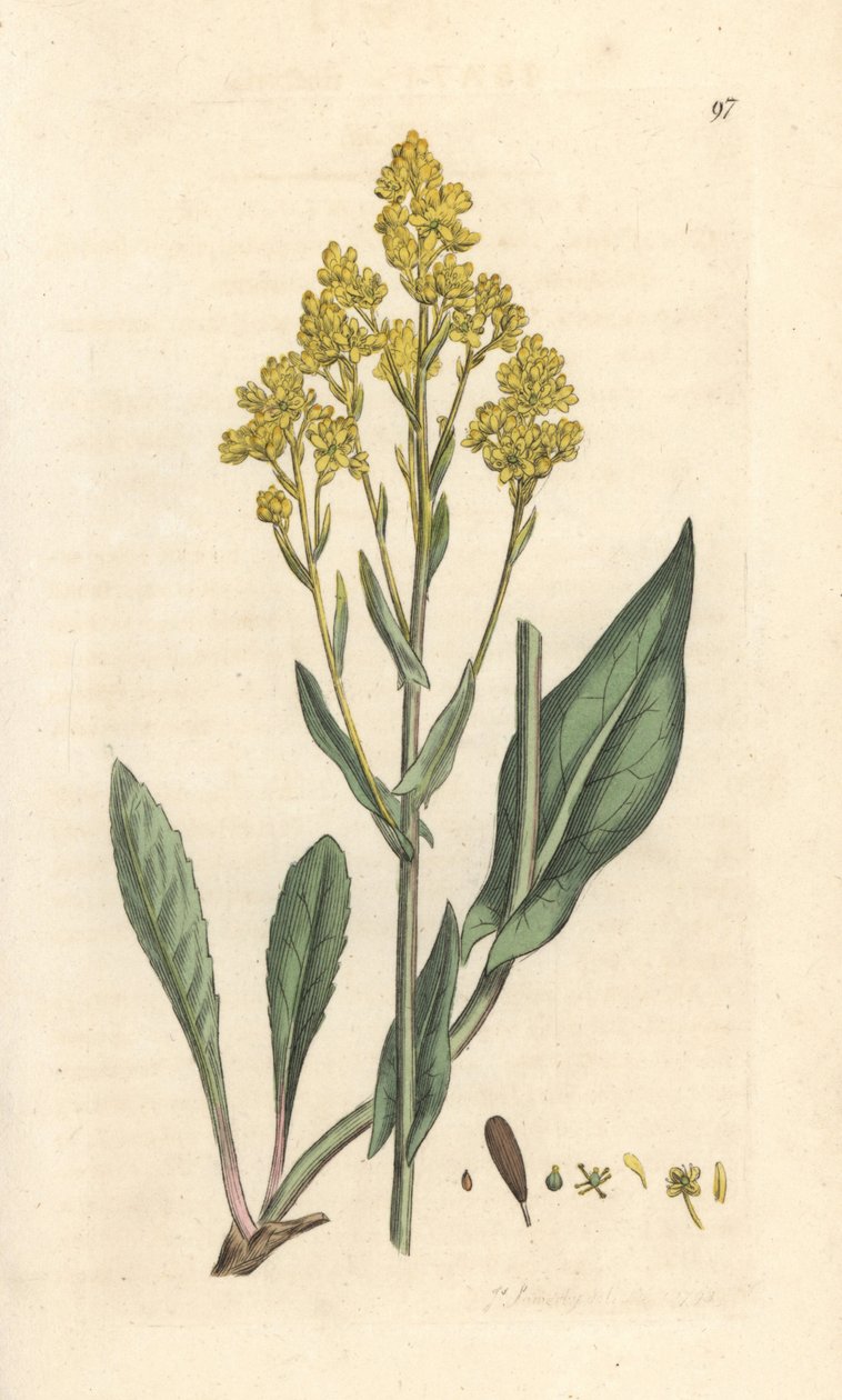 Woad, Isatis tinctoria (Pastel des dyers ou guede) Handkolorerad kopparstick efter en illustration av James Sowerby från James Smith