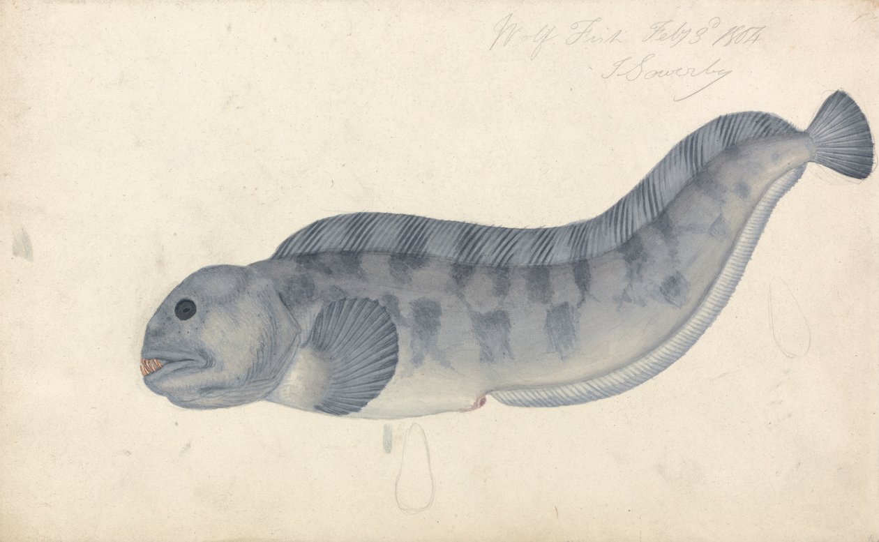 Vargfisk av James Sowerby