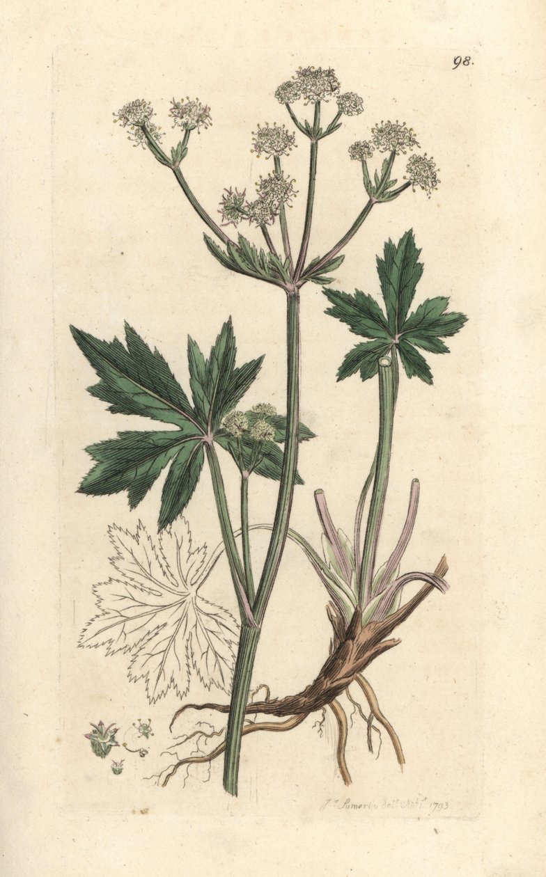 Träsanikel, Sanicula europaea. Handkolorerad kopparstick efter en illustration av James Sowerby från James Smith