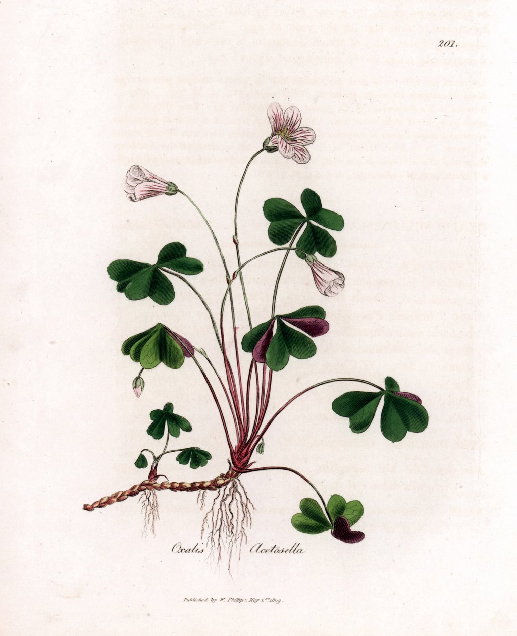 Vedsyra eller träoxalid - Woodsorrel, Oxalis acetosella. Handfärgad kopparstick från en botanisk illustration av James Sowerby från William Woodville och Sir William Jackson Hookers "" Medical Botany", John Bohn, London av James Sowerby