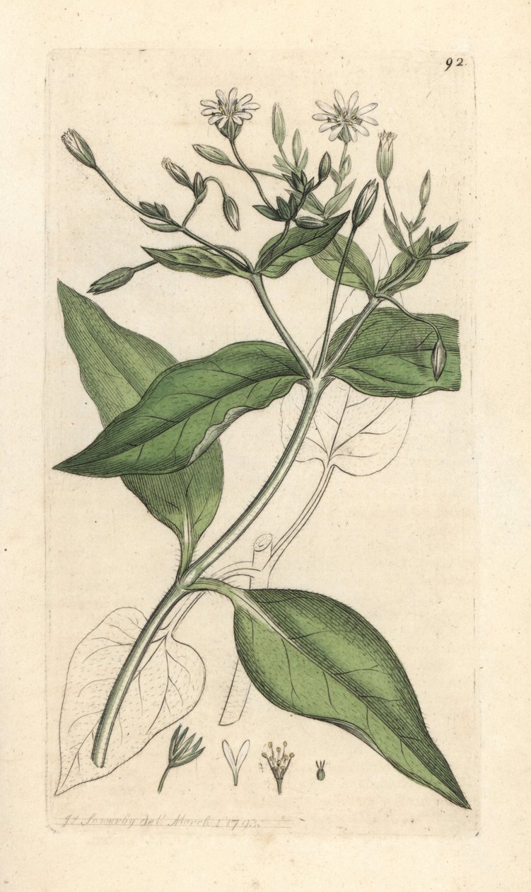 Trästickor, Stellaria nemorum Handkolorerad kopparstick efter en illustration av James Sowerby från James Smith