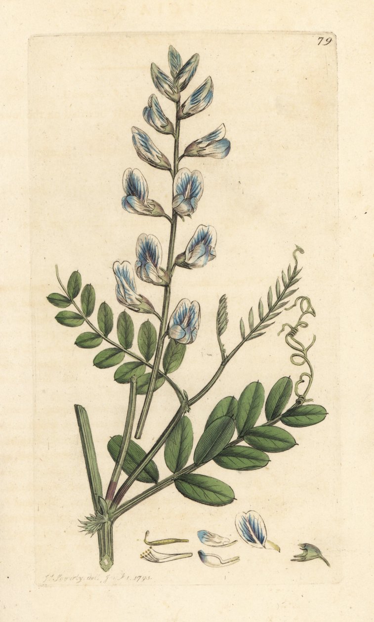 Trävicker, Vicia sylvatica (vesce des bois) Handkolorerad kopparstick efter en illustration av James Sowerby från James Smith