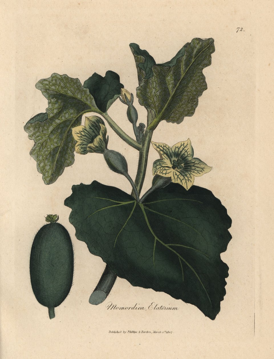 Gul blomma, blad och frukt från den sprutande gurkan, Momordica elaterium av James Sowerby