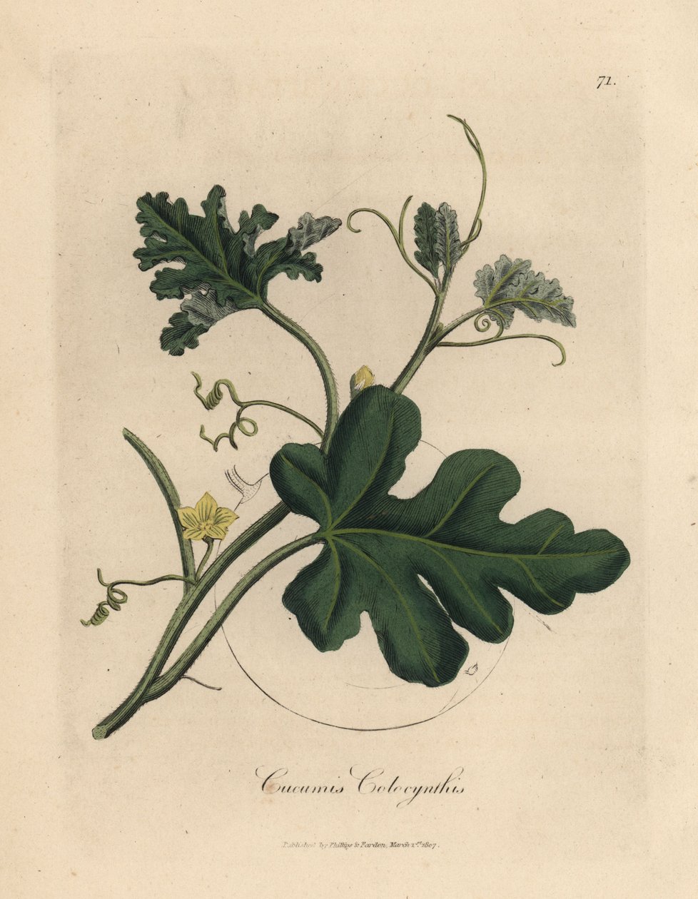 Gulblommig bitter gurka, Cucumis colocynthis av James Sowerby