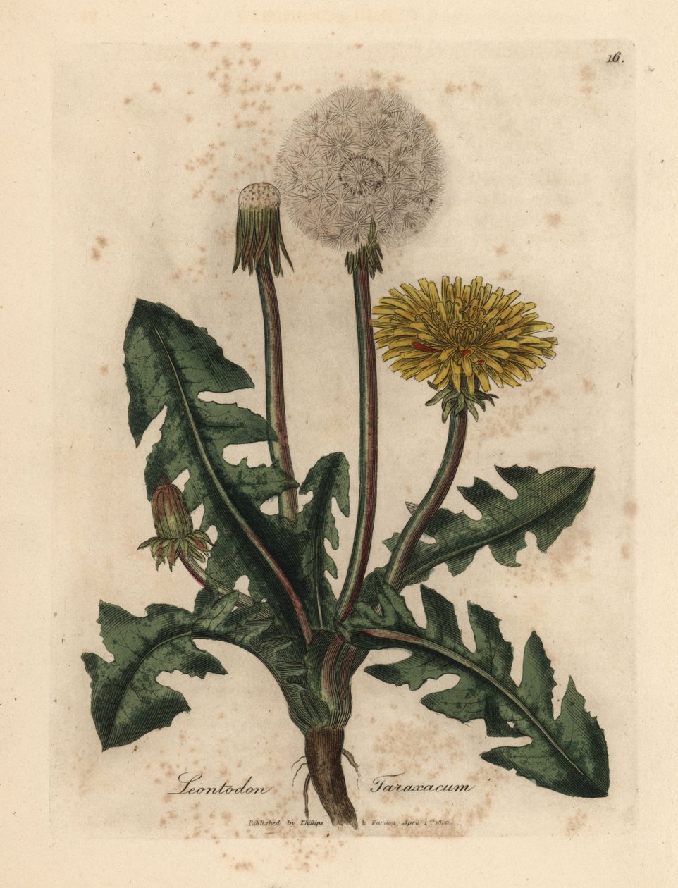 Gulblommig vanlig maskros, Leontodon taraxacum av James Sowerby